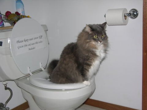 CitiKitty Cat Toilet Training Kit, One Pack
