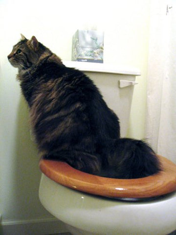 CitiKitty Cat Toilet Training Kit, One Pack