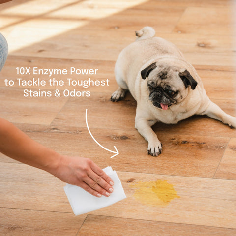 DetraPel ProofPlus Pet Stain & Odor Remover (16oz) - 2 pack - PFAS-Free