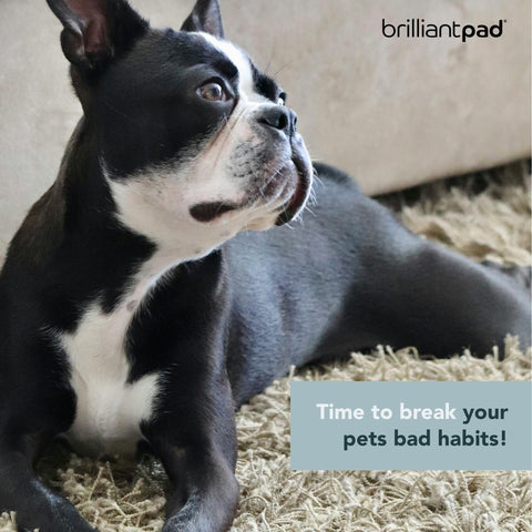 BrilliantPad Puppy Training Spray Kit
