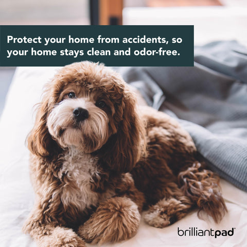 BrilliantPad Super Absorbent, Puppy Potty Pads